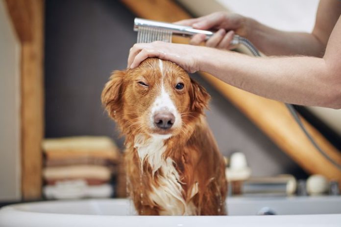 Dry skin on dogs
