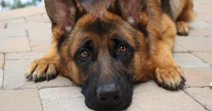 Pain relieve medications for German shepherd dog