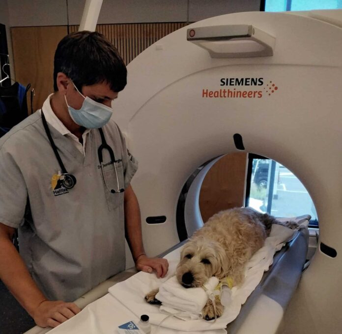 ct scan cost for a dog